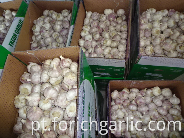 Fresh Normal Garlic Crop 2019